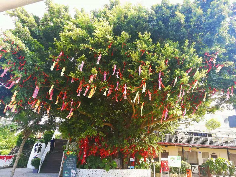 许愿树.jpg 许愿树.jpg